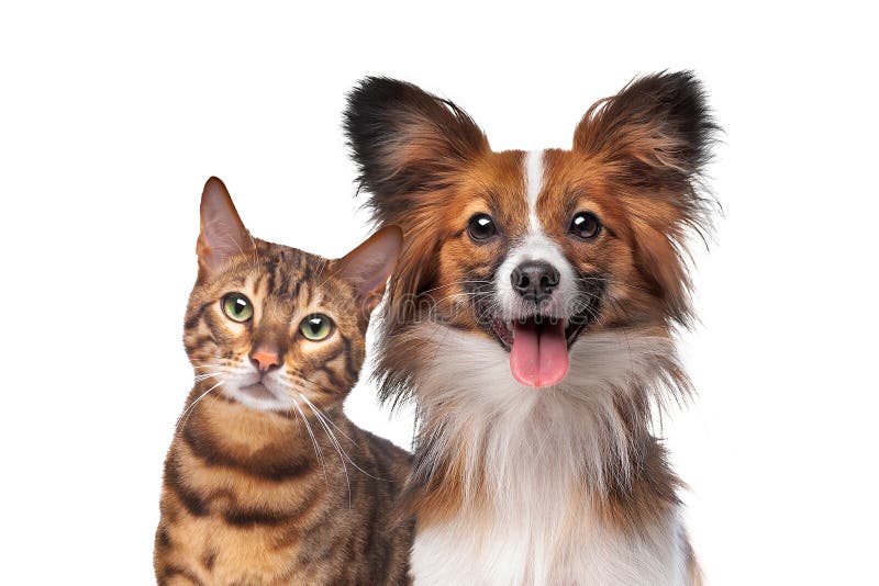 Dog and cat together royalty free stock photo
