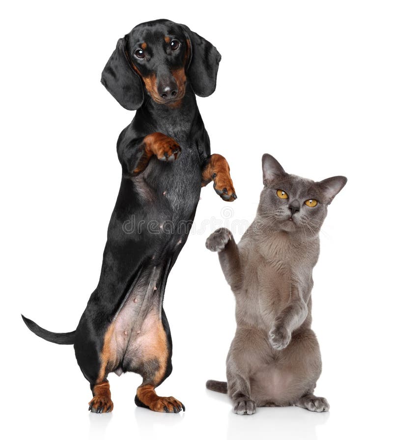 dancing dog and cat