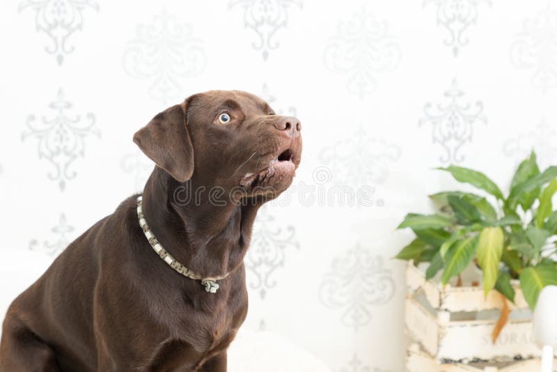 Coastal Catch Dog Food Nourishing Your Canine Companions Wellbeing Coastal Catch Dog Food Nourishing Your Canine Companions Wellbeing