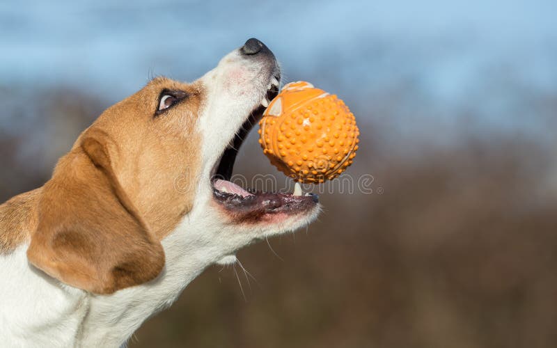 Dog catching a ball - Beagle