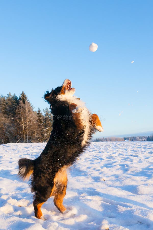 Dog catching snowball stock image. Image of nature, adorable 48851157