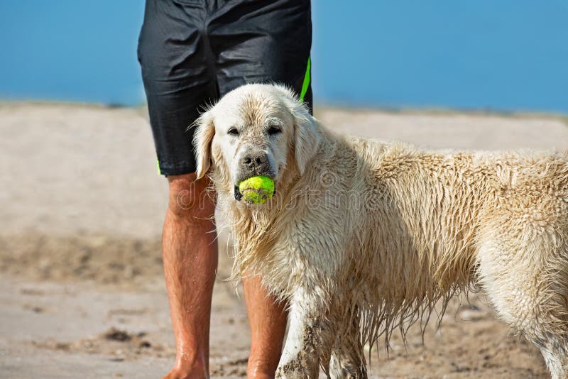 Dog catching the tennis ball in the beach waiting next to the legs of its master royalty free stock images Dog catching the tennis ball in the beach waiting next to the legs of its master royalty free stock images