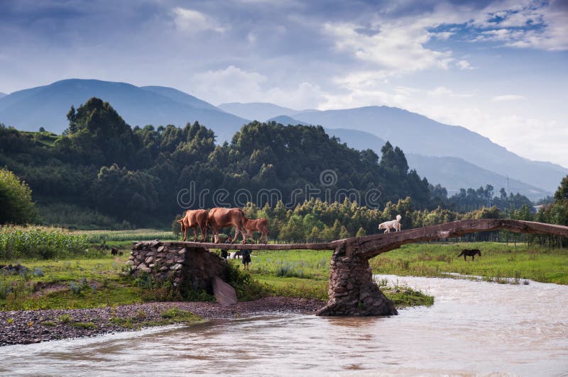 A dog and cattle family