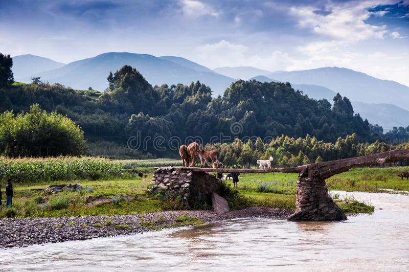 A dog and cattle family