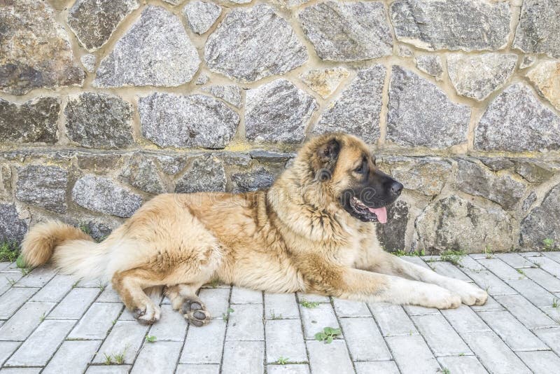 Dog caucasian sheepdog two years old royalty free stock photo Dog caucasian sheepdog two years old royalty free stock photo