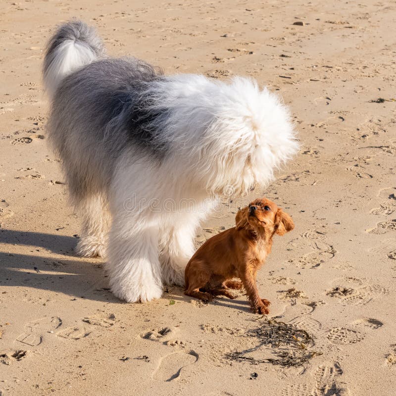 412 Pedigree Bobtail Photos Free Royalty Free Stock Photos From Dreamstime