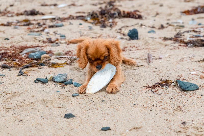 cuttlefish bone for dogs