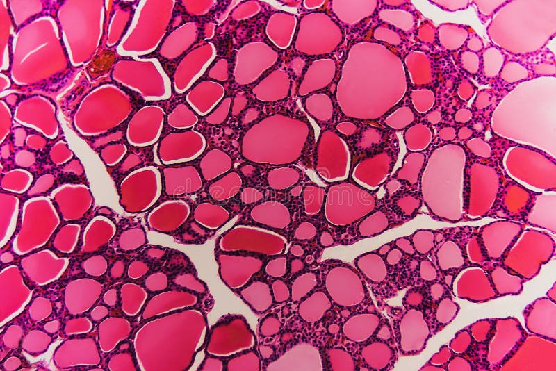 3,084 Animal Tissue Stock Photos - Free & Royalty-Free Stock Photos from Dreamstime 3,084 Animal Tissue Stock Photos - Free & Royalty-Free Stock Photos from Dreamstime