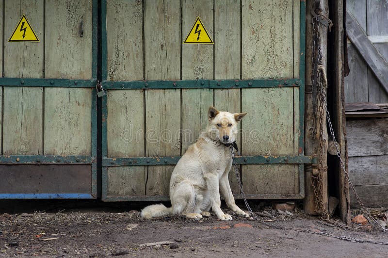The dog on the chain guards the old gate stock photos The dog on the chain guards the old gate stock photos
