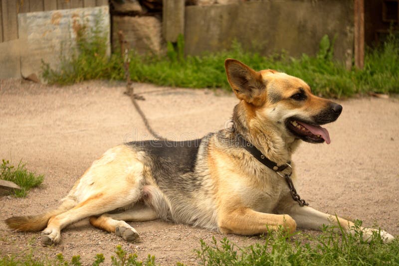 Dog on a chain. stock image. Image of close, cute, expression 68392625