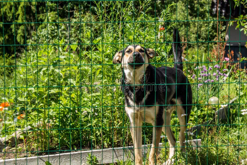 Dog on the Chain. the Dog Protects the House Stock Image Image of