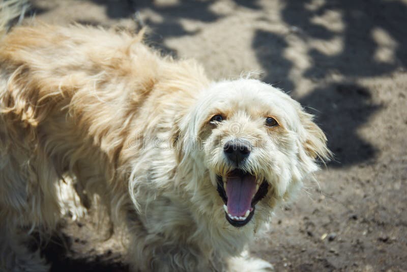 Dog on the Chain. the Dog Protects the House. the Dog Barks. Stock