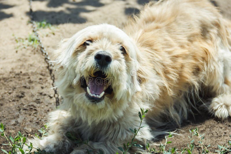 Dog on the Chain. the Dog Protects the House. the Dog Barks. Stock