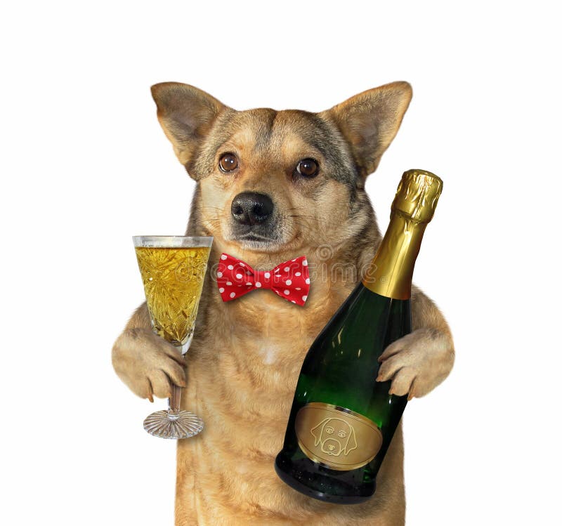 Dog with a champagne glass stock photo. Image of holiday - 145771220