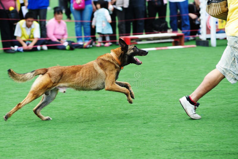 Dog chasing stock images Dog chasing stock images