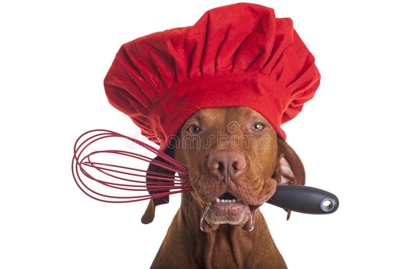 dog chef hat