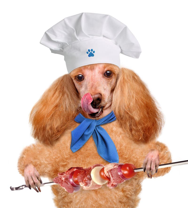 Dog chef stock image. Image of appetite, lunch, dinner 39064781