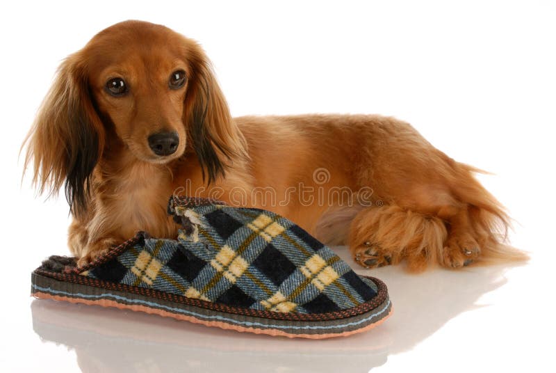 Dog with chewed slipper stock image. Image of isolated 11176955