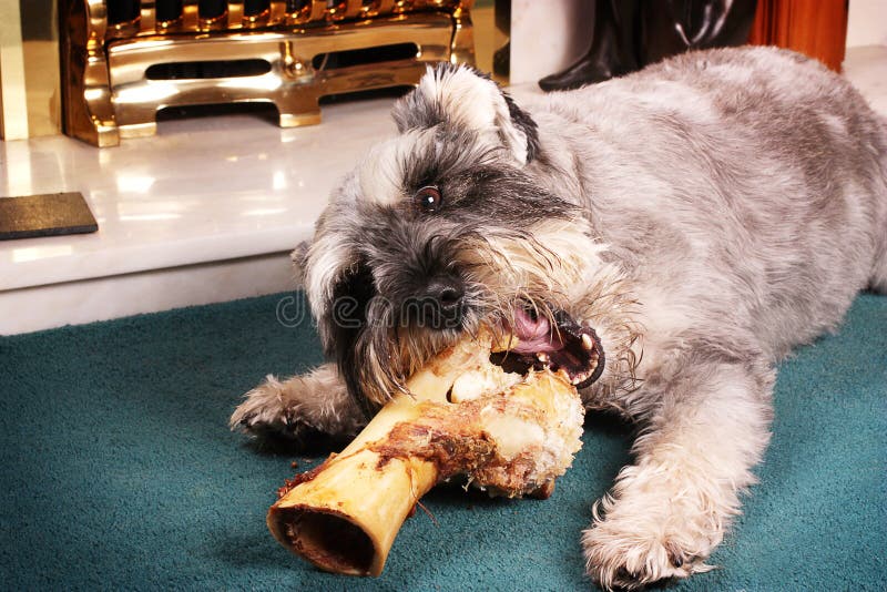 597 Cute Dog Big Bone Stock Photos Free & RoyaltyFree Stock Photos