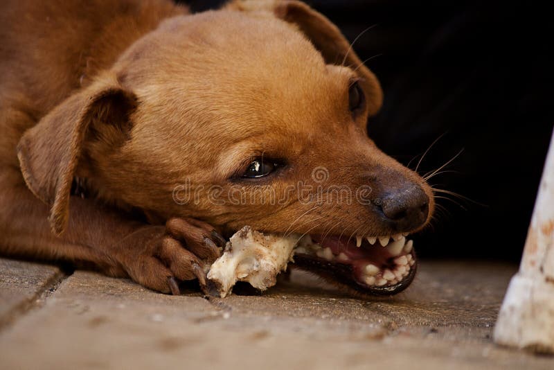 Dog chewing a bone