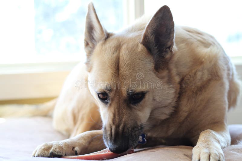 dog keeps eating bed