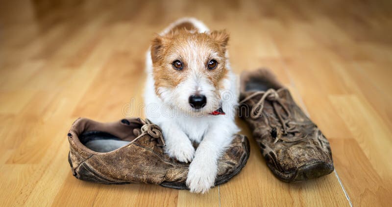 154 Dog Chewing Shoes Stock Photos Free Royalty Free Stock Photos from Dreamstime
