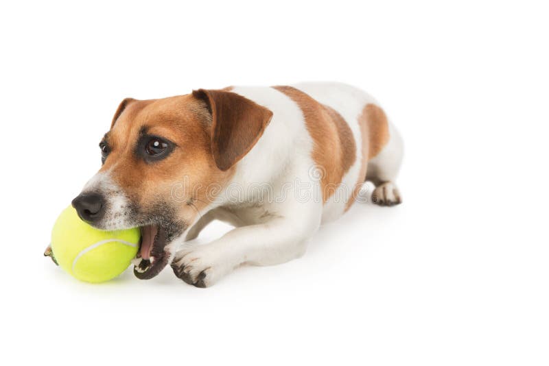 Dog is Chewing Yellow Tennis Ball Stock Image Image of domestic