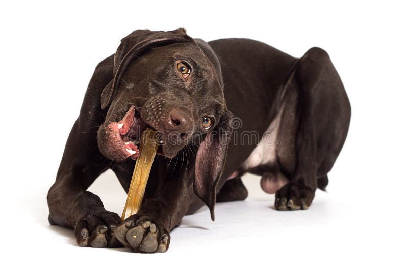 3,666 Chews Stock Photos Free & RoyaltyFree Stock Photos from Dreamstime