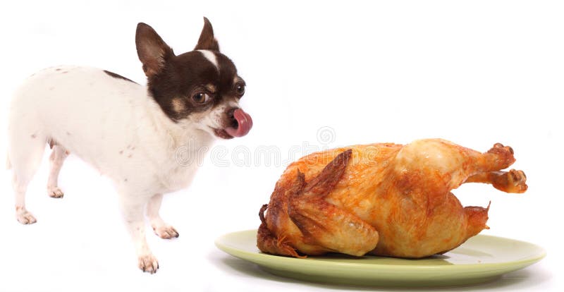 Chihuahua and chicken poo on the white background. Chihuahua and chicken poo on the white background