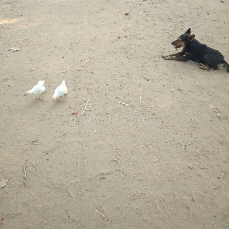 Dog and chicken stock image. Image of peat, surface 145454593
