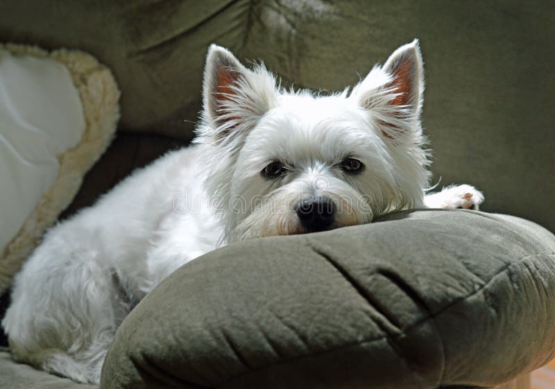 Westie Highland Terrier Chillin stock images