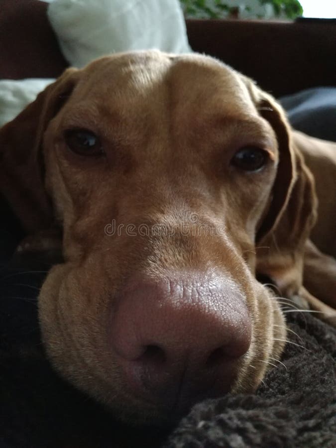 Dog chilling stock image. Image of chill, chilling, mode 85229115