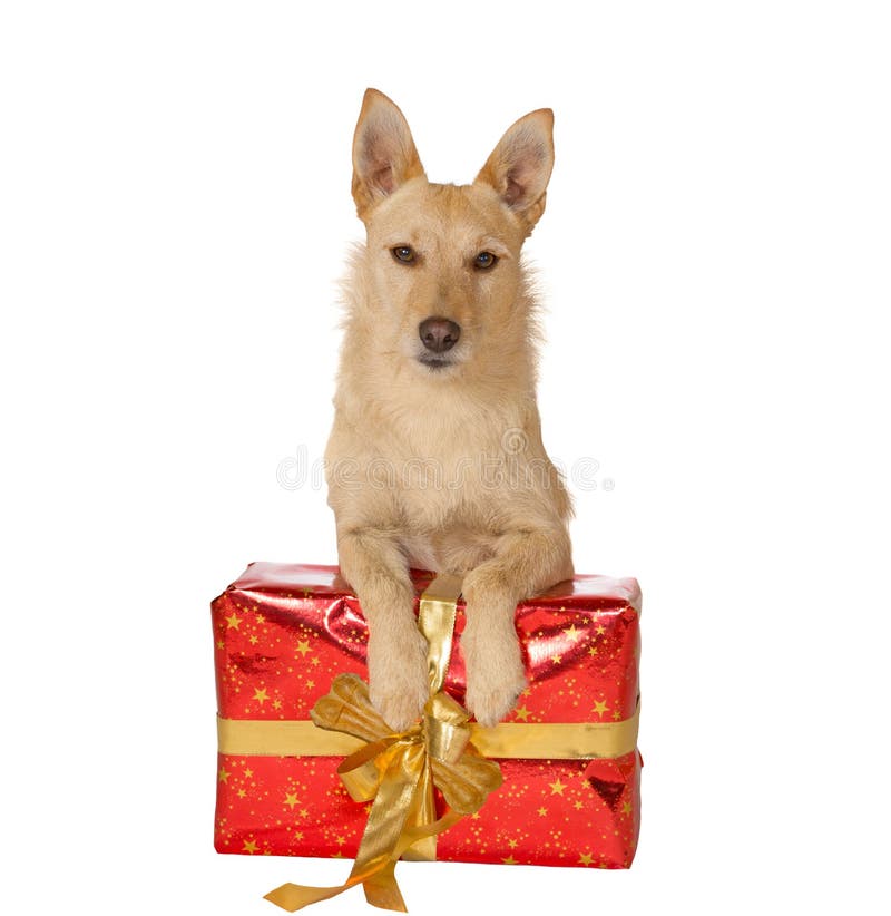 Dog with a Christmas gift