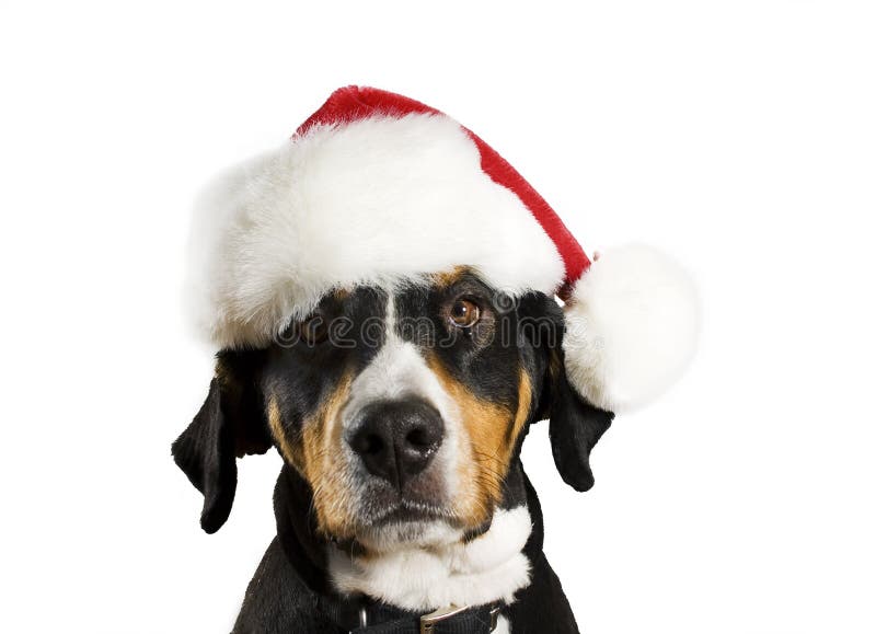 Dog with Christmas hat stock images Dog with Christmas hat stock images