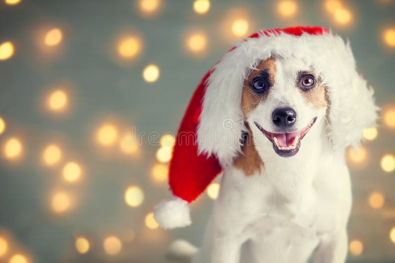 Dog in christmas hat stock image. Image of background 199574393