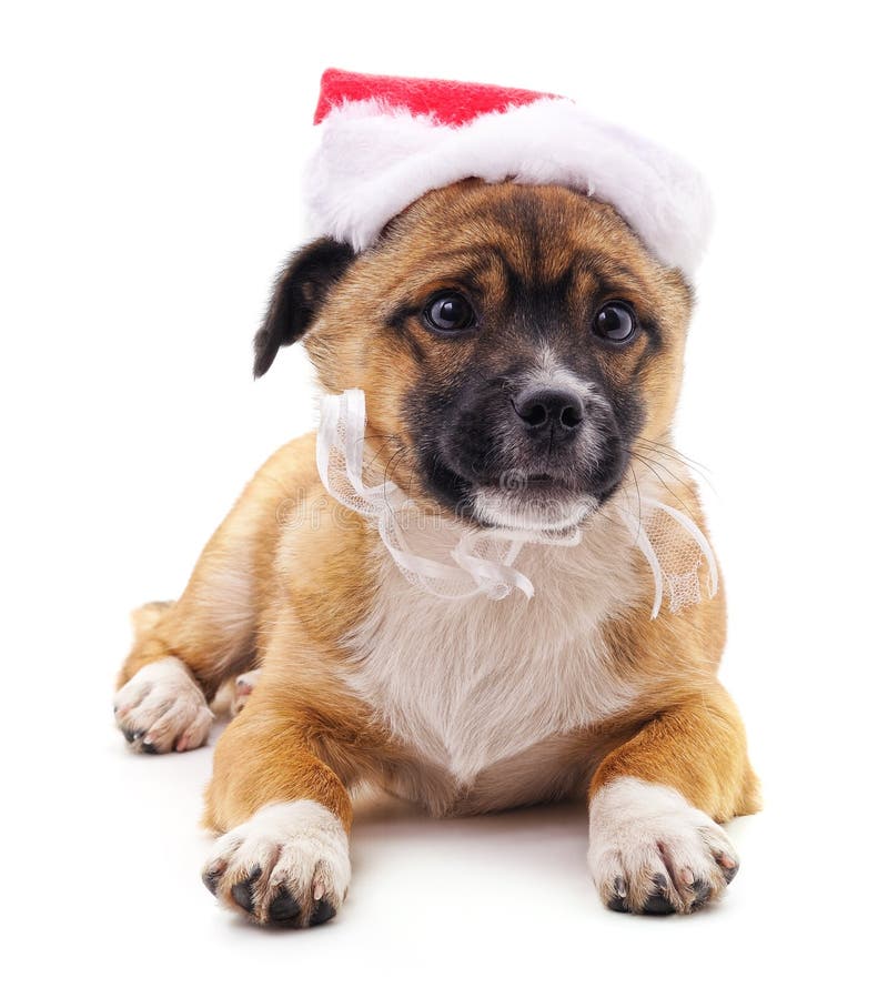 Dog Christmas Hat Stock Photos Download 14,604 Royalty Free Photos