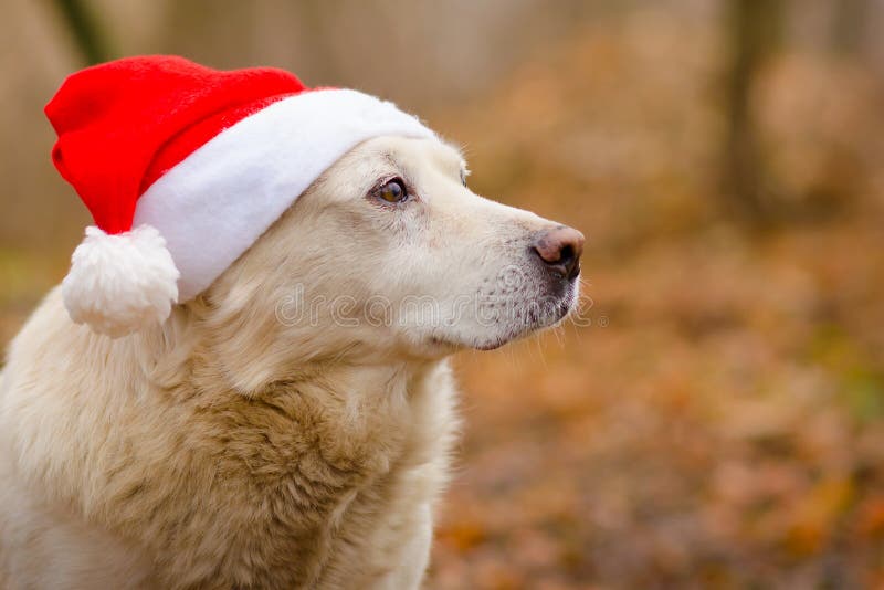 Dog in the christmas hat royalty free stock photos Dog in the christmas hat royalty free stock photos