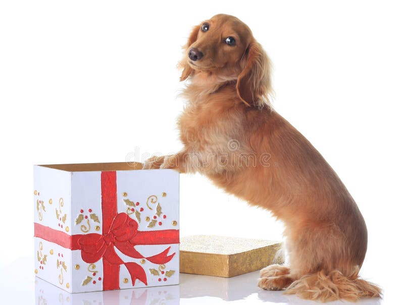 Dog and Christmas present. royalty free stock image Dog and Christmas present. royalty free stock image