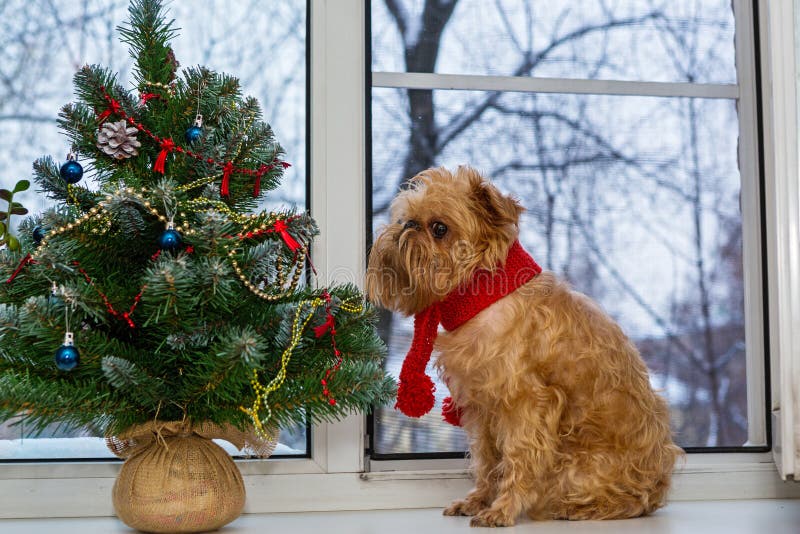 Dog and a Christmas tree stock photo. Image of terrier 101039810