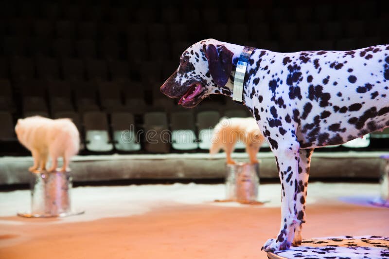 Dog in the circus stock photo. Image of breed, mammal 144764014