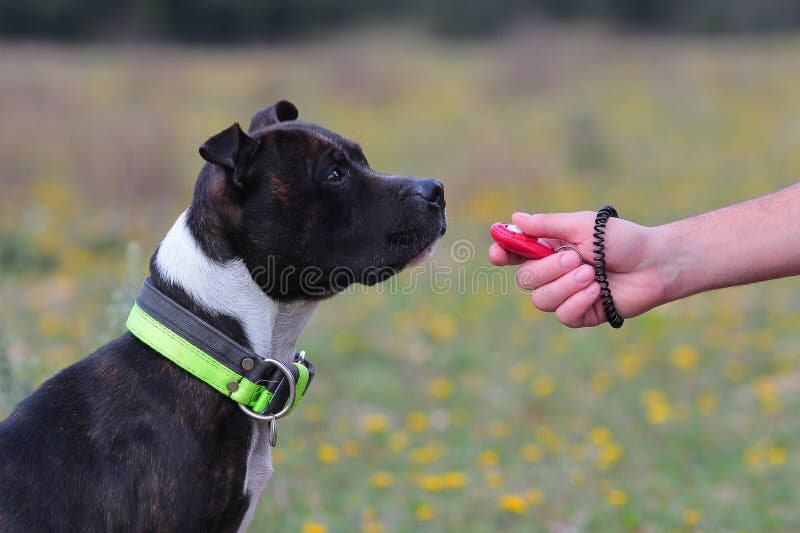 Dog Training Clicker& Whistle Pet Puppy Positive Reinforcement Training Tool