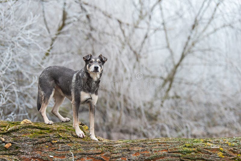 Why Does My Dog Climb Trees