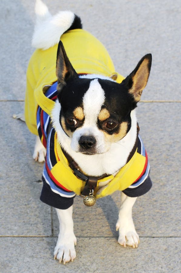 Dog with cloth stock photo. Image of warm, bark, wear 10511766