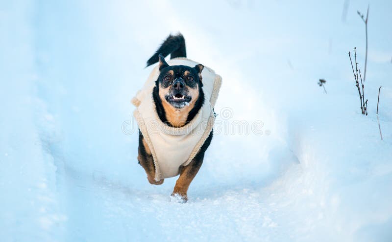 Happy dog run in winter