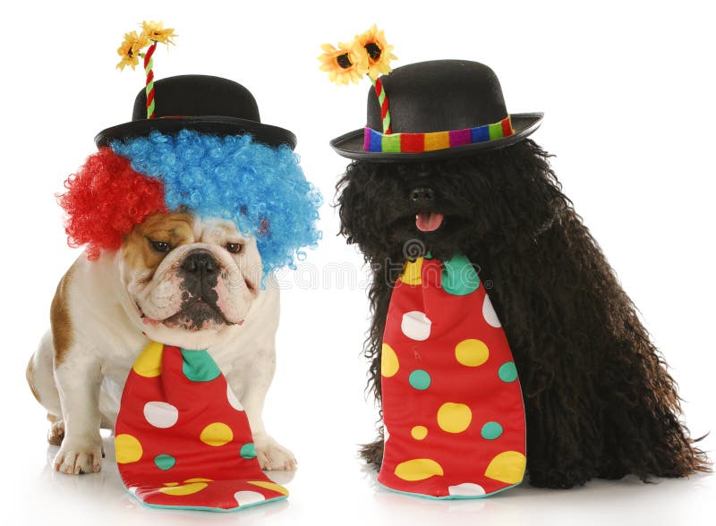 Clowns - english bulldog and puli dressed up like clowns on white background. Puli stock images, royalty-free photos and pictures