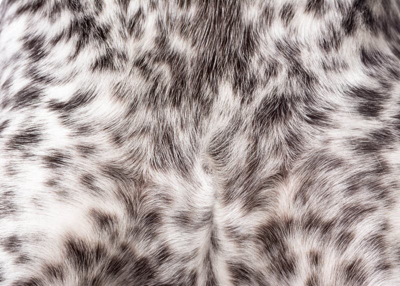 4,512 Dog Fur Texture Stock Photos Free & RoyaltyFree Stock Photos