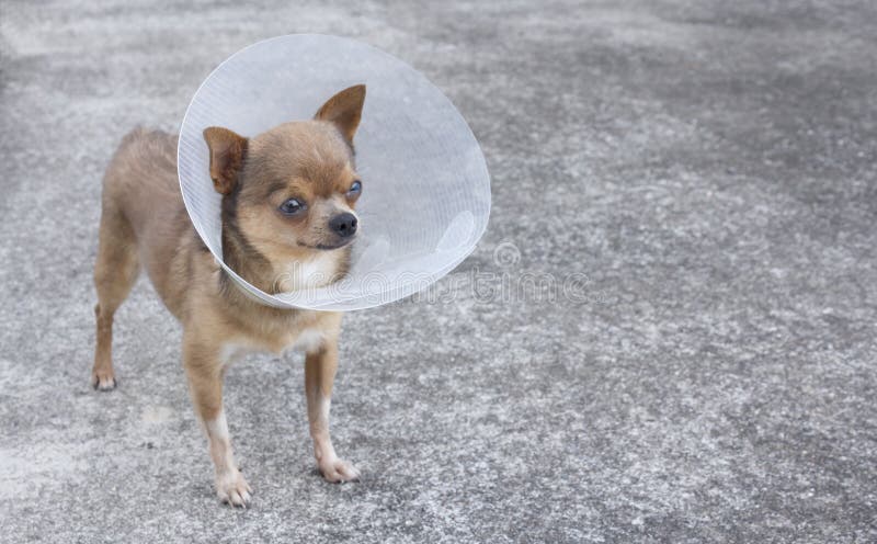 Dog with Collar stock image. Image of chihuahua, illness - 22409715