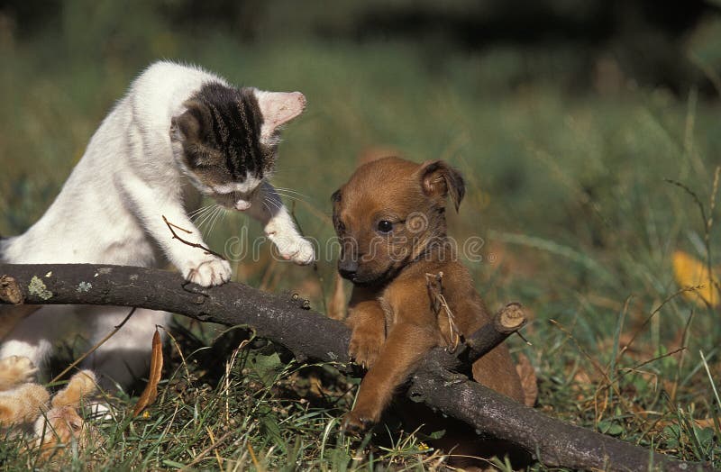 Chien Et Chat Stock Photos Free & RoyaltyFree Stock Photos from