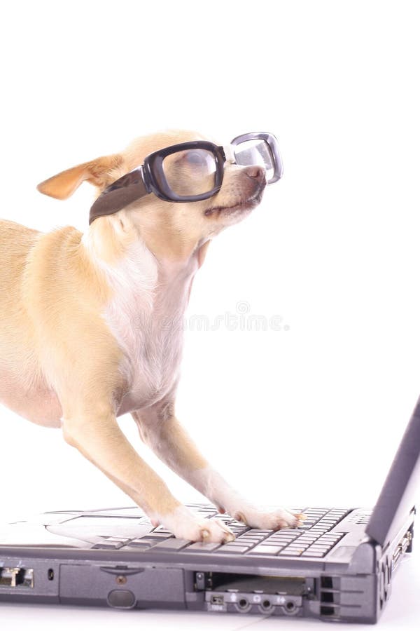 Dog on computer reading emails