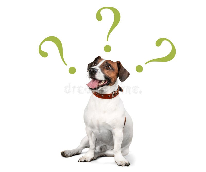 Confused Dog Stock Photos - Download 674 Royalty Free Photos